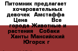 Питомник предлагает 2-хочаровательных девочек  Амстаффа › Цена ­ 25 000 - Все города Животные и растения » Собаки   . Ханты-Мансийский,Югорск г.